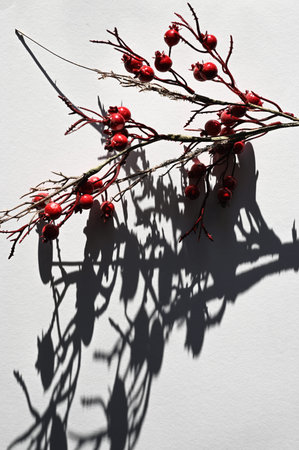 Drop shadow from a branch with berries. Top view of the long shadow of a falling branch