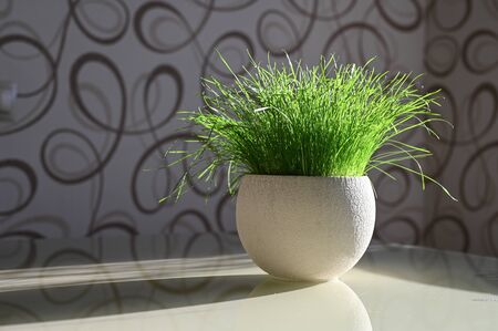 Green grass in a pot lit by the sun.の写真素材
