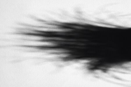 shadow from a plant by sunlight.の写真素材