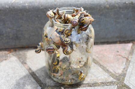 Snails in the bank. snails are selected from banks.の写真素材