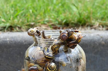 Snails in the bank. snails are selected from banks.の写真素材