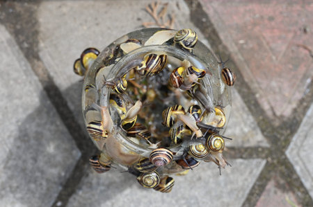 Snails in the bank. snails are selected from banks.