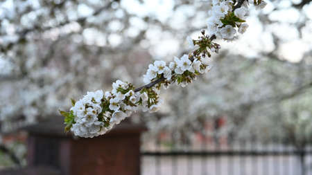 Blooming cherry flowers. Cherry Blossom Branch.の写真素材