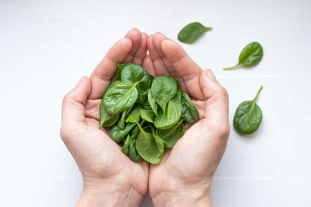 Fresh spinach in the hands. Top view on a light backgroundの写真素材