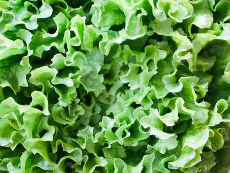 green salad close-up. green salad farming. Lots of green salad. View from aboveの写真素材