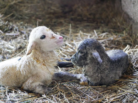 Black and White Newborn Lamb. High quality photo