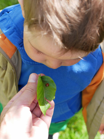 The father shows the insect to the child. High quality photoの写真素材