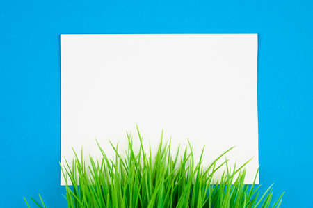flat lay white leaf on blue background with green grassの写真素材
