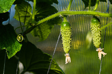a young cucumber is suspended. large type of cucumber.の写真素材