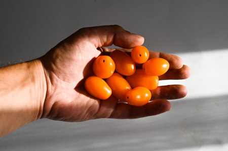 small tomatoes in hand in sunlight. High quality photoの写真素材