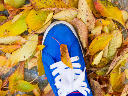 blue sneakers and yellow leaves. High quality photoの写真素材