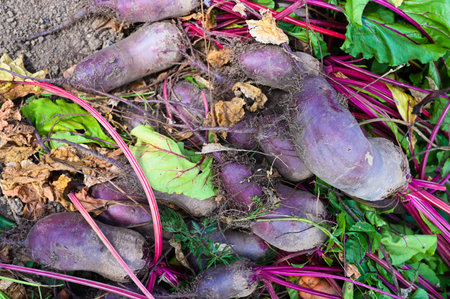 Harvest from fresh beets from the ground. High quality photo