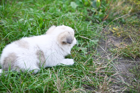 white fluffy puppy with spots puppy walks outside in the grass. High quality photoの写真素材