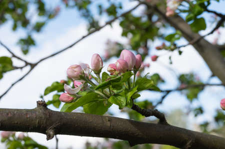 blooming pink apple flowers, close up.の写真素材