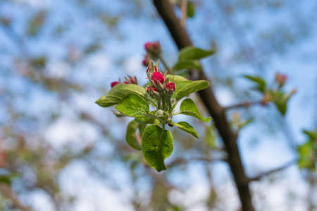 blooming of young apple flowers. High quality photoの写真素材