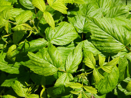young raspberry bushes, in the sun. High quality photo