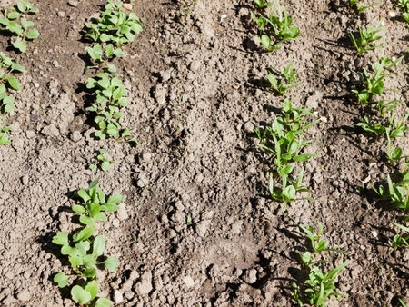 young beet bushes, in the sun. High quality photo