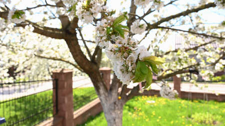 Blooming tree in spring in sunny weather.の写真素材