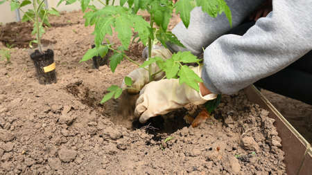 Close-up, a girl plants seedlings in a greenhouse.の写真素材