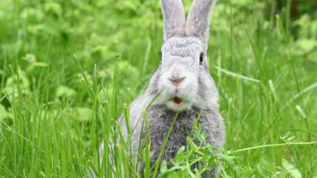 Gray rabbit eating grass, on a green lawn.