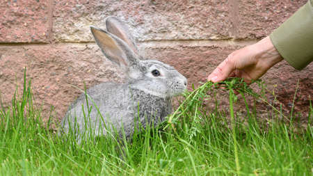 Children's hands hold and feed a gray rabbit with grass on a green lawn. Long-eared hare. Petの写真素材