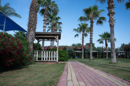 Wooden gazebo near palm treesの写真素材