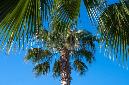 Palm leaves against blue skyの写真素材