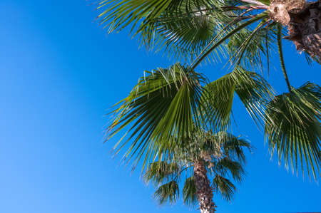 Palm tree on a background of blue sky with a place for an inscriptionの写真素材