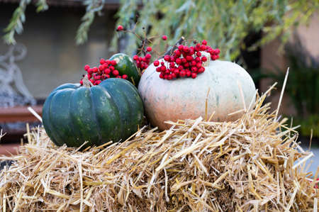 Autumn composition with pumpkins. Different pumpkins lie on a straw, rusticの写真素材