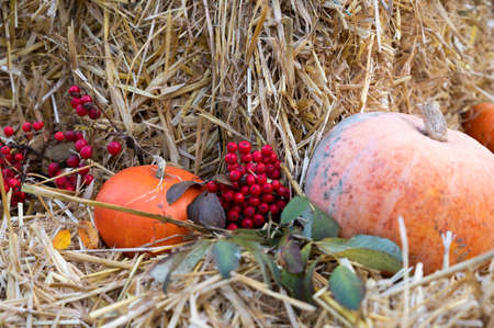 Autumnal pumpkin, straw and rowan-berry. Thanksgiving and Halloween celebration. Traditional seasonal decorationの写真素材