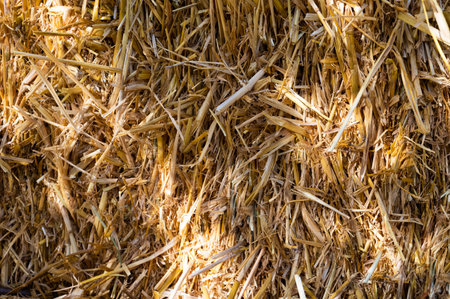 Straw, dry straw texture background, vintage style for design. Shadows on the straw on a sunny dayの写真素材