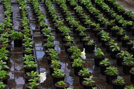 Seedling of petunia flowers with drip irrigation. Watering flowers concept. Flower culture in a greenhouseの写真素材