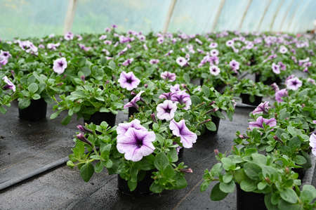 Seedling of petunia flowers with drip irrigation, closeup. Concept of producing flowers in a greenhouseの写真素材