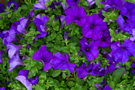 Close up of purple petunias blooming. Beautiful decorative plants flower Petunia. Growing flowersの写真素材
