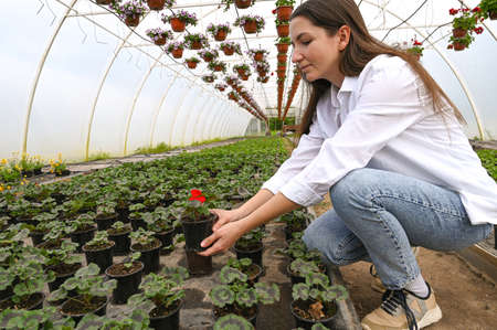Professional gardener producing flowers in a greenhouse. Beautiful young woman holding a pot with plant.の写真素材
