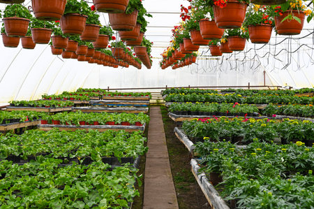 Various plants growing in pots at glasshouse. Flower nursery. Greenhouse with cultivated plants
