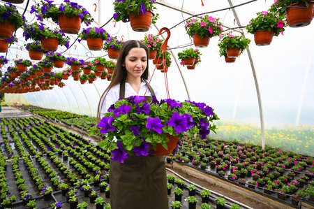 Young woman working in nursery garden and showing pot with beautiful blooming peetunia flower. Growing flowersの写真素材