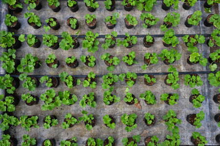 Seedling of flowers with drip irrigation,top view. Concept of producing flowers in a greenhouse