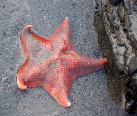Alive red starfish in Big Sur Californiaの写真素材