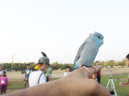 parrot arrested three hand in the gardenの写真素材