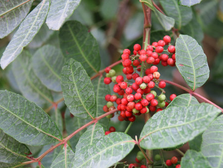 The bush of red currants