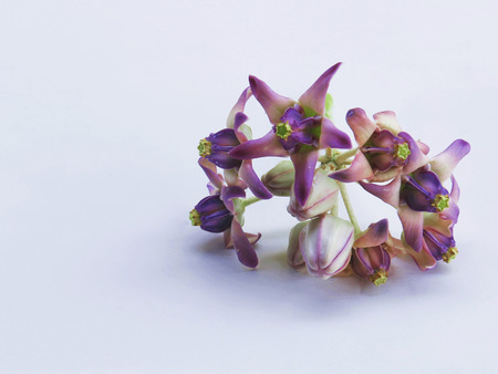 Dahlia white backgroundの写真素材