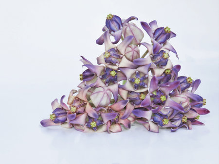 Dahlia white backgroundの写真素材