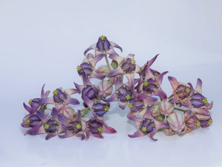 Dahlia white backgroundの写真素材