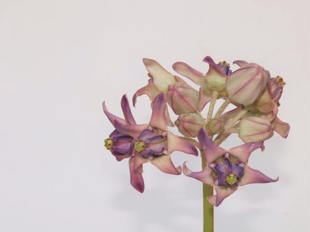 Dahlia white backgroundの写真素材