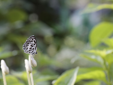 Butterflies and Flowers gardenの写真素材