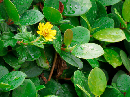 the yellow flower in garden