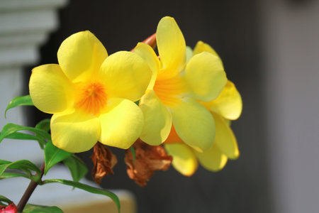 the yellow flower in garden