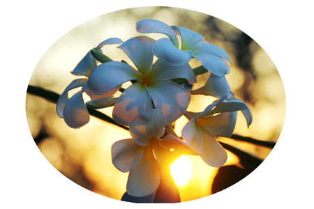 the plumeria flower background Sunの写真素材