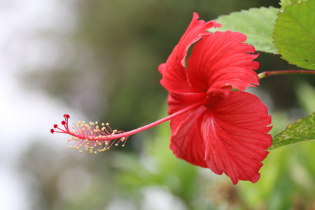 Hibiscus - the flower which blossoms ony one dayの写真素材